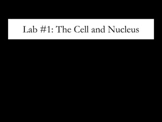 Lab #1: The Cell and Nucleus
 