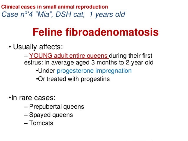 Feline mammary fibroadenomatosis