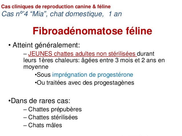 jeunes chattes