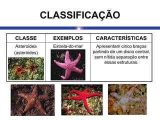 CLASSIFICAÇÃO
CLASSE EXEMPLOS CARACTERÍSTICAS
Asteroidea
(asteróides)
Estrela-do-mar Apresentam cinco braços
partindo de um disco central,
sem nítida separação entre
essas estruturas.
 