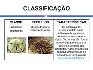 CLASSIFICAÇÃO
CLASSE EXEMPLOS CARACTERÍSTICAS
Echinoidea
(equinóides)
Ouriço-do-mar e
bolacha-da-praia
Os ossículos do
endoesqueleto estão
intimamente ajustados
formando uma estrutura
rígida. Os ouriços têm forma
arredondada, enquanto as
bolachas-da-praia são
achatadas. Apresentam junto
da boca uma armação de
cinco dentes denominada
lanterna-de-aristóteles.
 