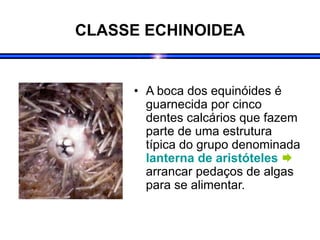 CLASSE ECHINOIDEA
• A boca dos equinóides é
guarnecida por cinco
dentes calcários que fazem
parte de uma estrutura
típica do grupo denominada
lanterna de aristóteles 
arrancar pedaços de algas
para se alimentar.
 