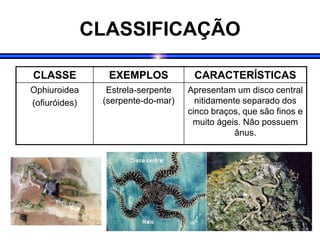 CLASSIFICAÇÃO
CLASSE EXEMPLOS CARACTERÍSTICAS
Ophiuroidea
(ofiuróides)
Estrela-serpente
(serpente-do-mar)
Apresentam um disco central
nitidamente separado dos
cinco braços, que são finos e
muito ágeis. Não possuem
ânus.
 