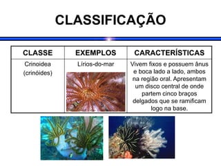 CLASSIFICAÇÃO
CLASSE EXEMPLOS CARACTERÍSTICAS
Crinoidea
(crinóides)
Lírios-do-mar Vivem fixos e possuem ânus
e boca lado a lado, ambos
na região oral. Apresentam
um disco central de onde
partem cinco braços
delgados que se ramificam
logo na base.
 