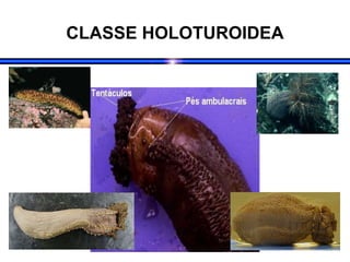 CLASSE HOLOTUROIDEA
 