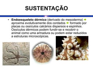 SUSTENTAÇÃO
• Endoesqueleto dérmico (derivado do mesoderma) 
aproxima evolutivamente dos cordados  formado por
placas ou ossículos calcários dispersos e espinhos.
Ossículos dérmicos podem fundir-se e recobrir o
animal como uma armadura ou podem estar reduzidos
a estruturas microscópicas.
 