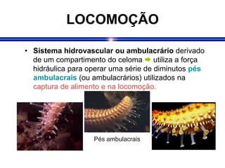 LOCOMOÇÃO
• Sistema hidrovascular ou ambulacrário derivado
de um compartimento do celoma  utiliza a força
hidráulica para operar uma série de diminutos pés
ambulacrais (ou ambulacrários) utilizados na
captura de alimento e na locomoção.
Pés ambulacrais
 