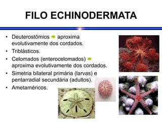 FILO ECHINODERMATA
• Deuterostômios  aproxima
evolutivamente dos cordados.
• Triblásticos.
• Celomados (enterocelomados) 
aproxima evolutivamente dos cordados.
• Simetria bilateral primária (larvas) e
pentarradial secundária (adultos).
• Ametaméricos.
 