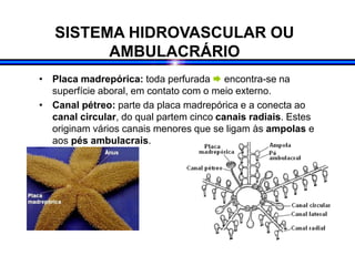 SISTEMA HIDROVASCULAR OU
AMBULACRÁRIO
• Placa madrepórica: toda perfurada  encontra-se na
superfície aboral, em contato com o meio externo.
• Canal pétreo: parte da placa madrepórica e a conecta ao
canal circular, do qual partem cinco canais radiais. Estes
originam vários canais menores que se ligam às ampolas e
aos pés ambulacrais.
 