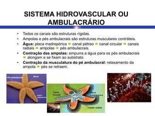 SISTEMA HIDROVASCULAR OU
AMBULACRÁRIO
• Todos os canais são estruturas rígidas.
• Ampolas e pés ambulacrais são estruturas musculares contráteis.
• Água: placa madrepórica  canal pétreo  canal circular  canais
radiais  ampolas  pés ambulacrais.
• Contração das ampolas: empurra a água para os pés ambulacrais
 alongam e se fixam ao substrato
• Contração da musculatura do pé ambulacral: relaxamento da
ampola  pés se retraem.
 