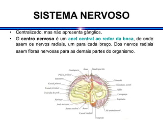 SISTEMA NERVOSO
• Centralizado, mas não apresenta gânglios.
• O centro nervoso é um anel central ao redor da boca, de onde
saem os nervos radiais, um para cada braço. Dos nervos radiais
saem fibras nervosas para as demais partes do organismo.
 