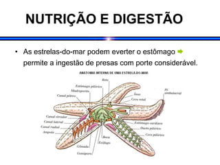 NUTRIÇÃO E DIGESTÃO
• As estrelas-do-mar podem everter o estômago 
permite a ingestão de presas com porte considerável.
 