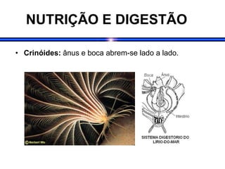 NUTRIÇÃO E DIGESTÃO
• Crinóides: ânus e boca abrem-se lado a lado.
 