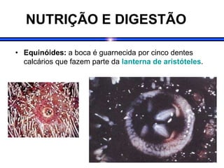 NUTRIÇÃO E DIGESTÃO
• Equinóides: a boca é guarnecida por cinco dentes
calcários que fazem parte da lanterna de aristóteles.
 