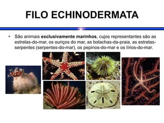 FILO ECHINODERMATA
• São animais exclusivamente marinhos, cujos representantes são as
estrelas-do-mar, os ouriços do mar, as bolachas-da-praia, as estrelas-
serpentes (serpentes-do-mar), os pepinos-do-mar e os lírios-do-mar.
 