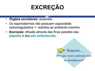 EXCREÇÃO
• Órgãos excretores: ausentes.
• Os equinodermos não possuem capacidade
osmorreguladora  restritos ao ambiente marinho.
• Excreção: difusão através das finas paredes das
pápulas e dos pés ambulacrais.
Pergunta:
Por que esses animais não
se desidratam?
.
 
