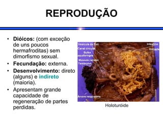 REPRODUÇÃO
• Dióicos: (com exceção
de uns poucos
hermafroditas) sem
dimorfismo sexual.
• Fecundação: externa.
• Desenvolvimento: direto
(alguns) e indireto
(maioria).
• Apresentam grande
capacidade de
regeneração de partes
perdidas. Holoturóide
 