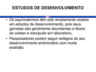 ESTUDOS DE DESENVOLVIMENTO
• Os equinodermos têm sido amplamente usados
em estudos de desenvolvimento, pois seus
gametas são geralmente abundantes e fáceis
de coletar e manipular em laboratório.
• Pesquisadores podem seguir estágios do seu
desenvolvimento embrionário com muita
exatidão.
 