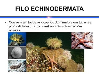 FILO ECHINODERMATA
• Ocorrem em todos os oceanos do mundo e em todas as
profundidades, da zona entremarés até as regiões
abissais.
 