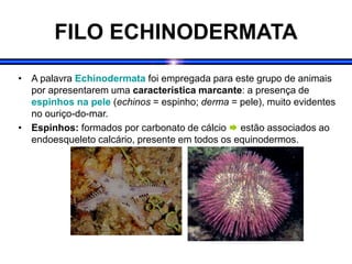 FILO ECHINODERMATA
• A palavra Echinodermata foi empregada para este grupo de animais
por apresentarem uma característica marcante: a presença de
espinhos na pele (echinos = espinho; derma = pele), muito evidentes
no ouriço-do-mar.
• Espinhos: formados por carbonato de cálcio  estão associados ao
endoesqueleto calcário, presente em todos os equinodermos.
 