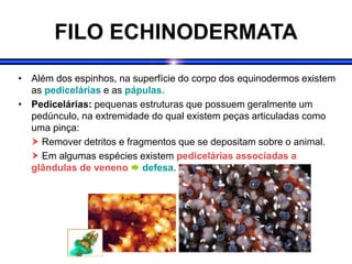 FILO ECHINODERMATA
• Além dos espinhos, na superfície do corpo dos equinodermos existem
as pedicelárias e as pápulas.
• Pedicelárias: pequenas estruturas que possuem geralmente um
pedúnculo, na extremidade do qual existem peças articuladas como
uma pinça:
 Remover detritos e fragmentos que se depositam sobre o animal.
 Em algumas espécies existem pedicelárias associadas a
glândulas de veneno  defesa.
 