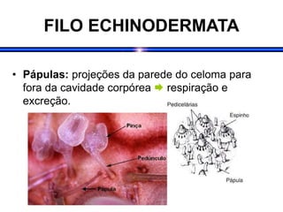 FILO ECHINODERMATA
• Pápulas: projeções da parede do celoma para
fora da cavidade corpórea  respiração e
excreção.
 