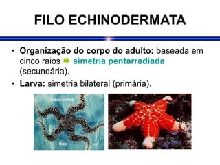 FILO ECHINODERMATA
• Organização do corpo do adulto: baseada em
cinco raios  simetria pentarradiada
(secundária).
• Larva: simetria bilateral (primária).
 