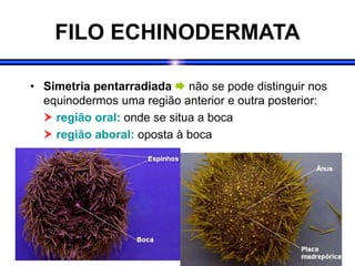 FILO ECHINODERMATA
• Simetria pentarradiada  não se pode distinguir nos
equinodermos uma região anterior e outra posterior:
 região oral: onde se situa a boca
 região aboral: oposta à boca
 