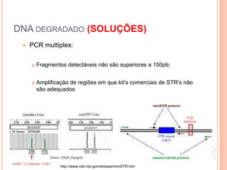 DNA degradado (SOLUÇÕES)PCR multiplex:Fragmentos detectáveis não são superiores a 150pb;Amplificação de regiões em que kit’s comerciais de STR’s não são adequadoshttp://www.cstl.nist.gov/strbase/miniSTR.htm