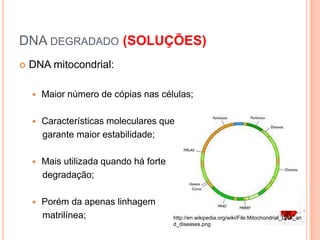 DNA degradado (SOLUÇÕES)DNA mitocondrial:Maior número de cópias nas células;Características moleculares que    garante maior estabilidade;Mais utilizada quando há forte   degradação;Porém da apenas linhagemmatrilínea;http://en.wikipedia.org/wiki/File:Mitochondrial_DNA_and_diseases.png