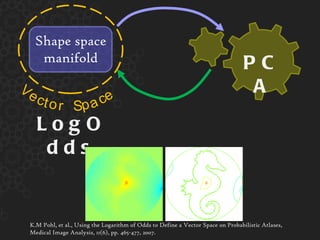 PCA LogOdds K.M Pohl, et al., Using the Logarithm of Odds to Define a Vector Space on Probabilistic Atlases, Medical Image Analysis, 11(6), pp. 465-477, 2007. Shape space manifold e t V o r c p c S a e 