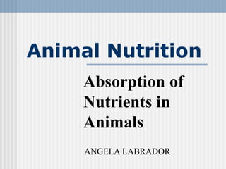 Animal Nutrition
Absorption of
Nutrients in
Animals
ANGELA LABRADOR
 