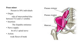 Psoas minor
Present in 50% individuals
• Origin:
side of intervertebral disc
between T12 and L1 vertebra
• Insertion:
The iliopubic eminence
• Nerve supply:
br of L1 spinal nerve
• Action:
weak flexor of trunk
 