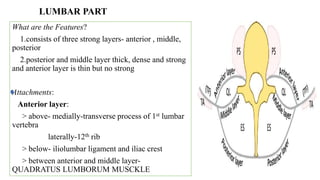 LUMBAR PART
What are the Features?
1.consists of three strong layers- anterior , middle,
posterior
2.posterior and middle layer thick, dense and strong
and anterior layer is thin but no strong
Attachments:
Anterior layer:
> above- medially-transverse process of 1st lumbar
vertebra
laterally-12th rib
> below- iliolumbar ligament and iliac crest
> between anterior and middle layer-
QUADRATUS LUMBORUM MUSCKLE
 