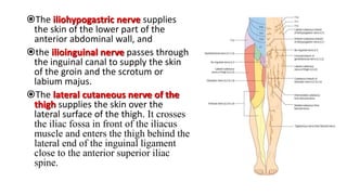 The iliohypogastric nerve supplies
the skin of the lower part of the
anterior abdominal wall, and
the ilioinguinal nerve passes through
the inguinal canal to supply the skin
of the groin and the scrotum or
labium majus.
The lateral cutaneous nerve of the
thigh supplies the skin over the
lateral surface of the thigh. It crosses
the iliac fossa in front of the iliacus
muscle and enters the thigh behind the
lateral end of the inguinal ligament
close to the anterior superior iliac
spine.
 