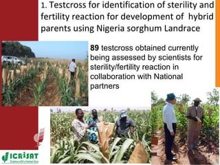 ICRISAT Nigeria research and development activities in sorghum and groundnut