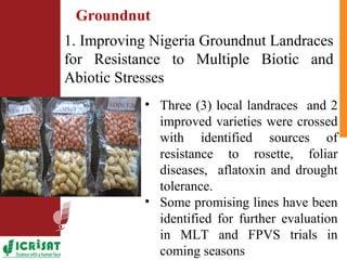ICRISAT Nigeria research and development activities in sorghum and groundnut