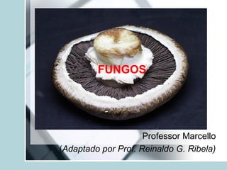 FUNGOS
Professor Marcello
(Adaptado por Prof. Reinaldo G. Ribela)
 