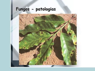 Fungos - patologiasFungos - patologias
 