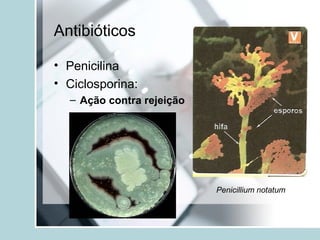 Antibióticos
• Penicilina
• Ciclosporina:
– Ação contra rejeição
Penicillium notatum
 