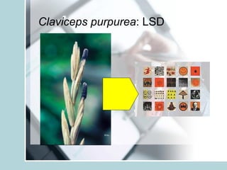 Claviceps purpurea: LSD
 