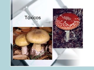 Tóxicos
 