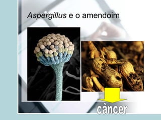 Aspergillus e o amendoim
 
