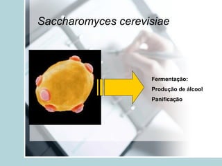 Saccharomyces cerevisiae
Fermentação:
Produção de álcool
Panificação
 
