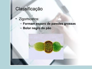 Classificação
• Zigomicetos:
– Formam esporo de paredes grossas
– Bolor negro do pão
 