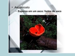 • Ascomiceto
– Esporos em um asco: forma de saco
 