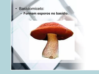 • Basidiomiceto:
– Formam esporos no basídio.
 