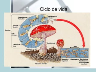 Ciclo de vida
 
