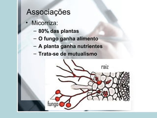 Associações
• Micorriza:
– 80% das plantas
– O fungo ganha alimento
– A planta ganha nutrientes
– Trata-se de mutualismo
 