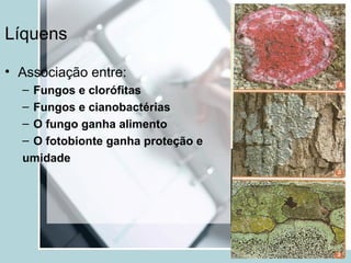 Líquens
• Associação entre:
– Fungos e clorófitas
– Fungos e cianobactérias
– O fungo ganha alimento
– O fotobionte ganha proteção e
umidade
 